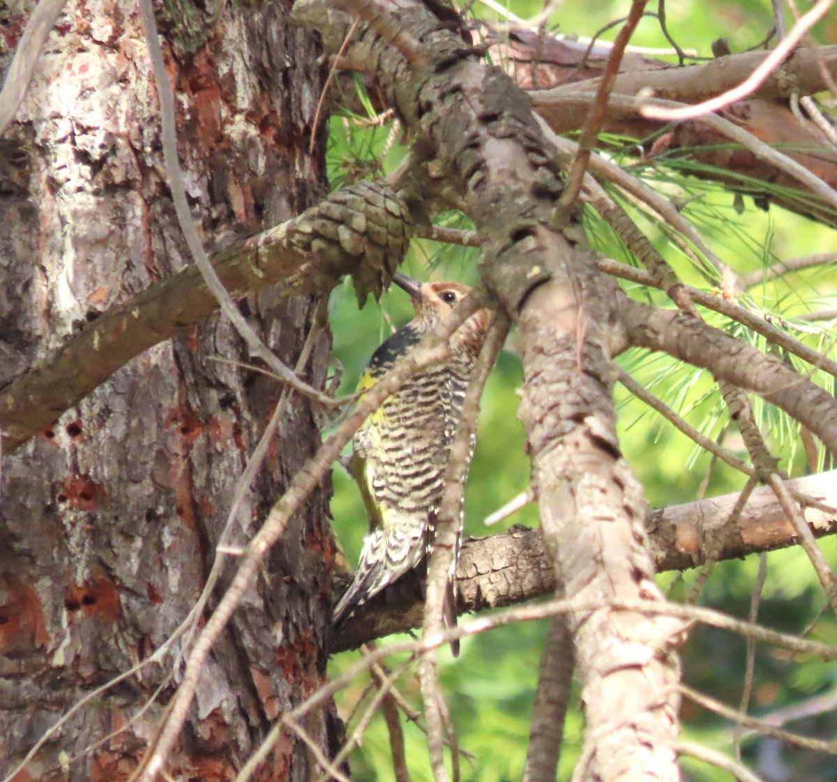 Williamson's Sapsucker - Becky Turley