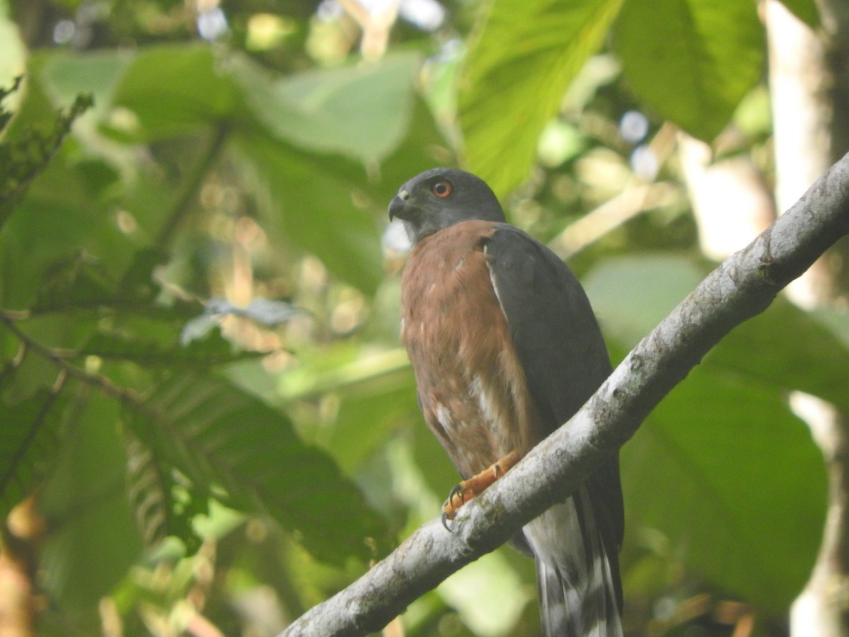 Double-toothed Kite - ML610882045