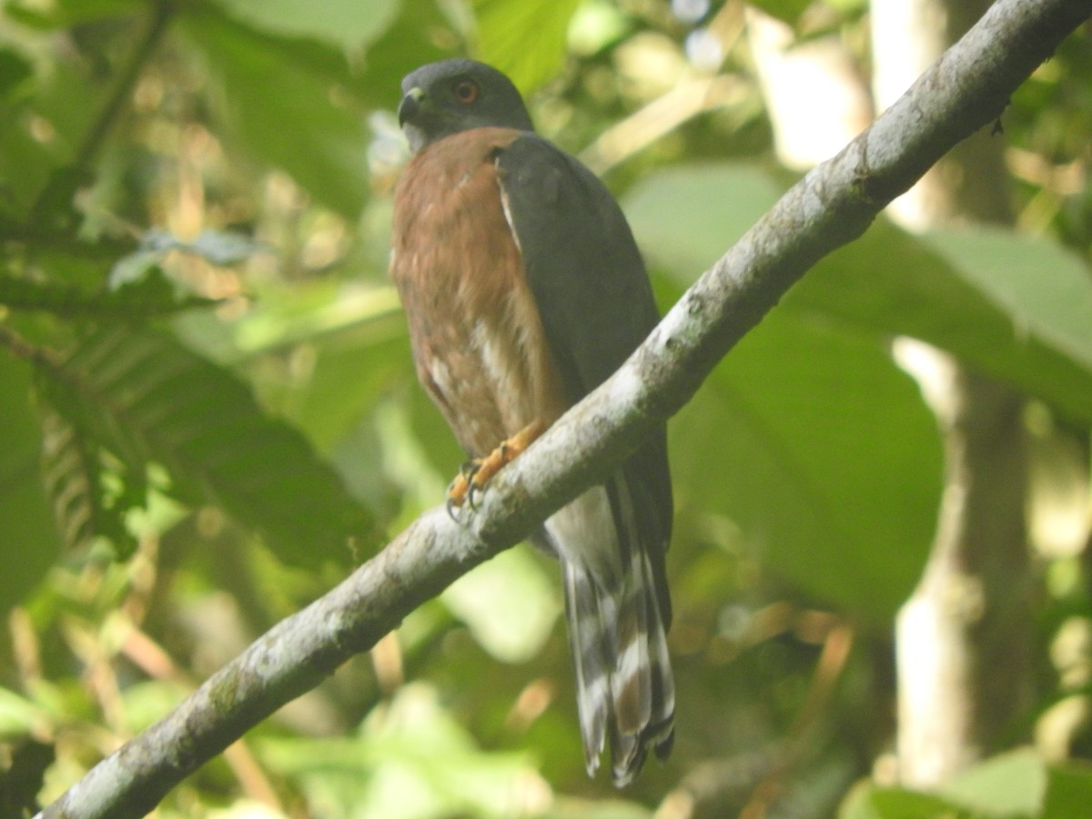 Double-toothed Kite - ML610882046