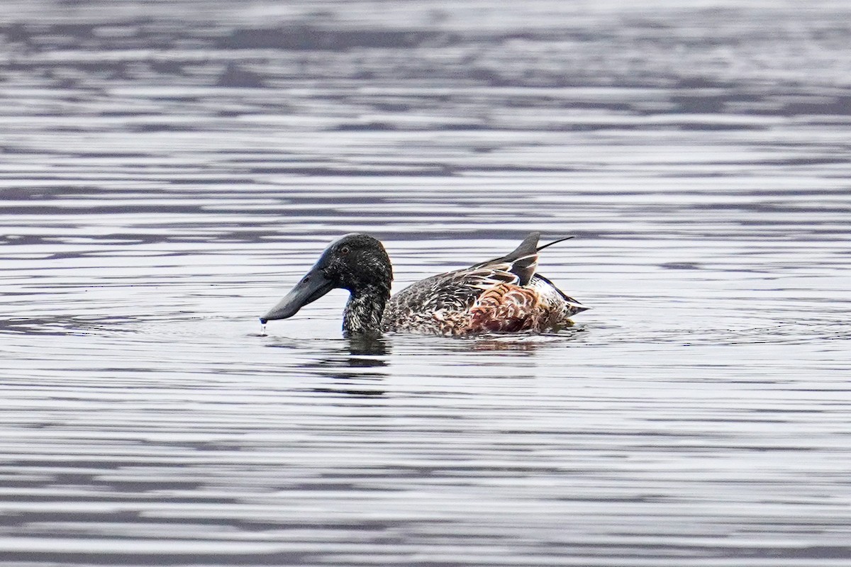 Canard souchet - ML610882051