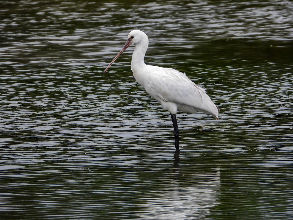 Eurasian Spoonbill - ML610882078