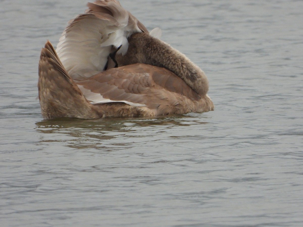 Cygne tuberculé - ML610882133