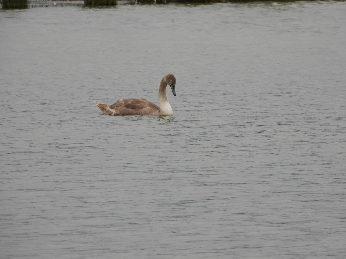 Mute Swan - ML610882134