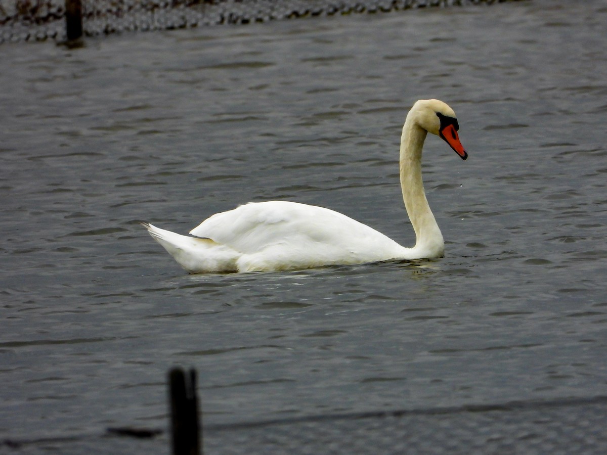 Cygne tuberculé - ML610882135