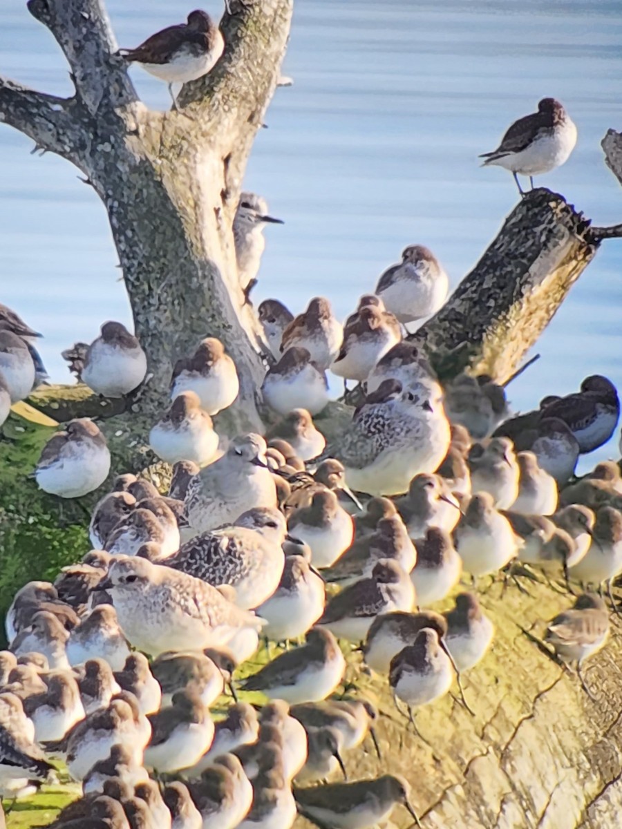 Black-bellied Plover - ML610882186