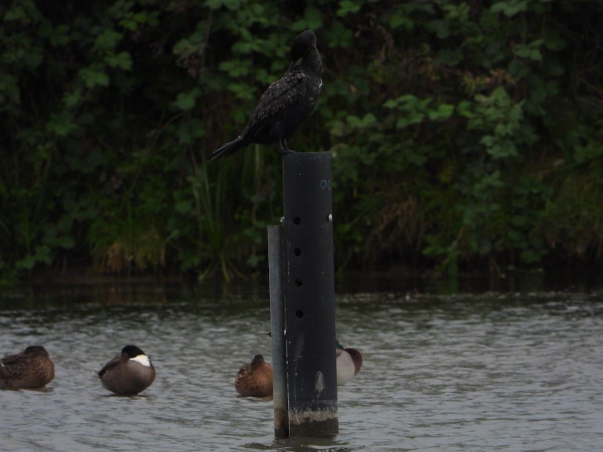 Grand Cormoran (sinensis/hanedae) - ML610882194