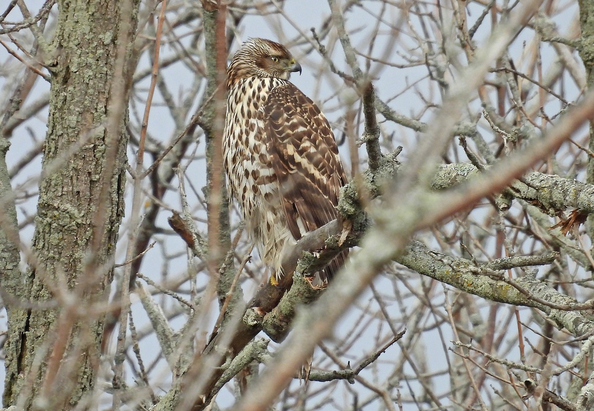 American Goshawk - ML610882283