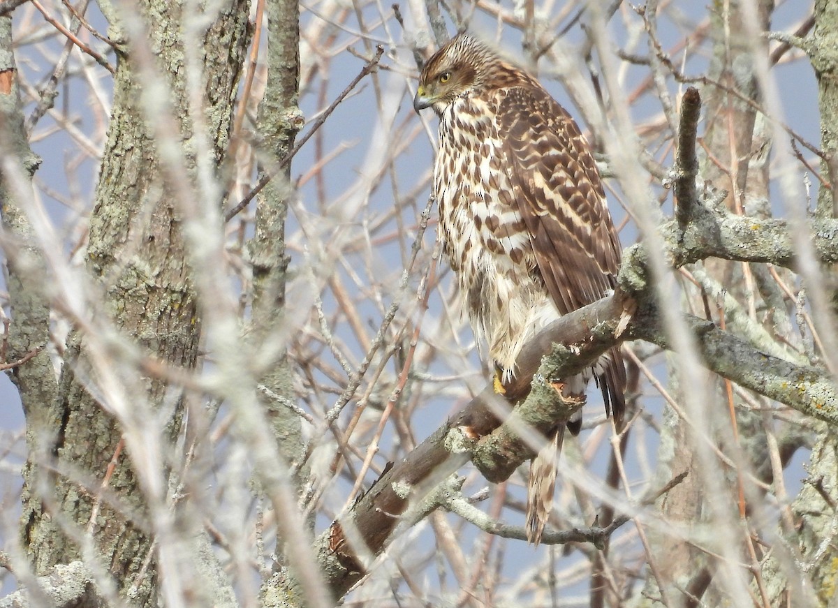 American Goshawk - ML610882284