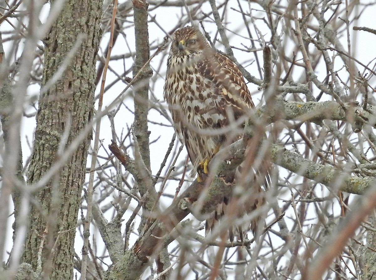 American Goshawk - ML610882292