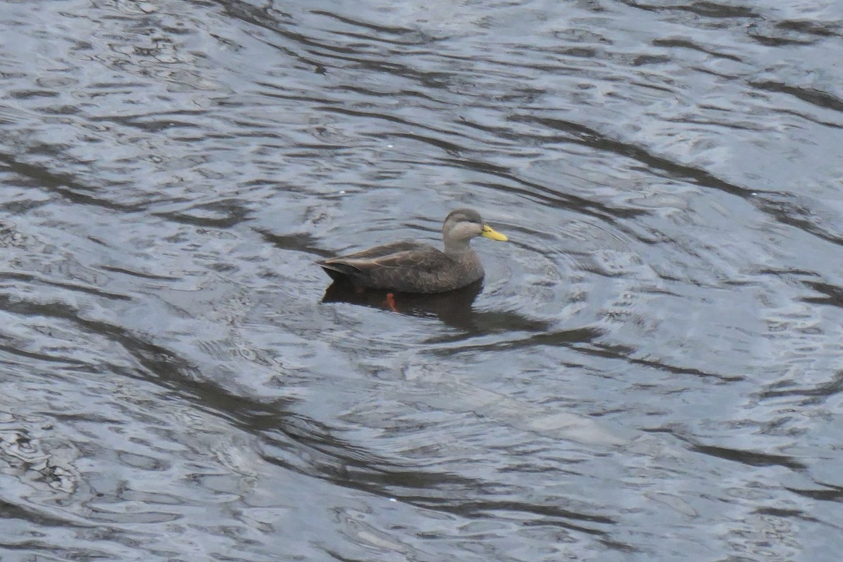 American Black Duck - ML610882302