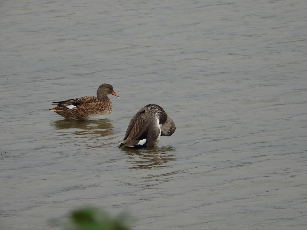 Canard chipeau (strepera) - ML610882330