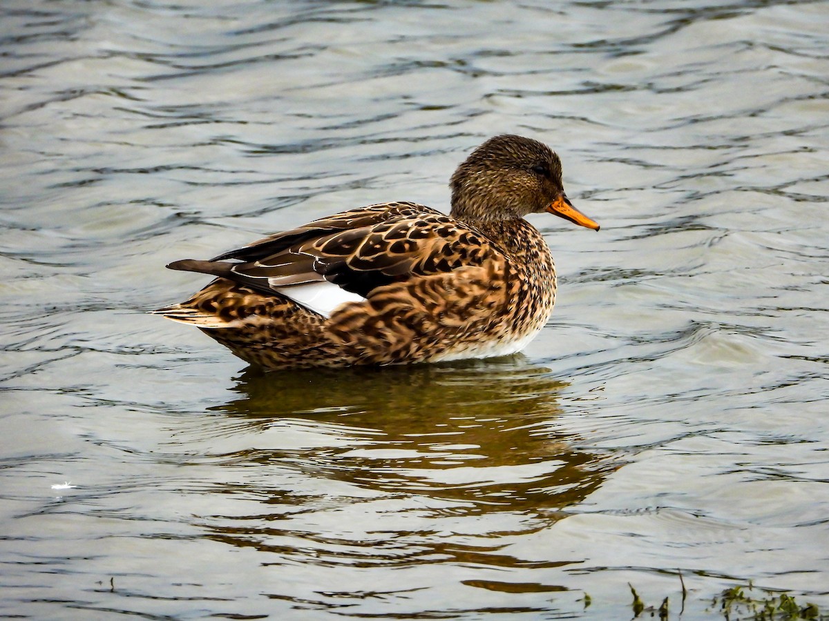 Canard chipeau (strepera) - ML610882332