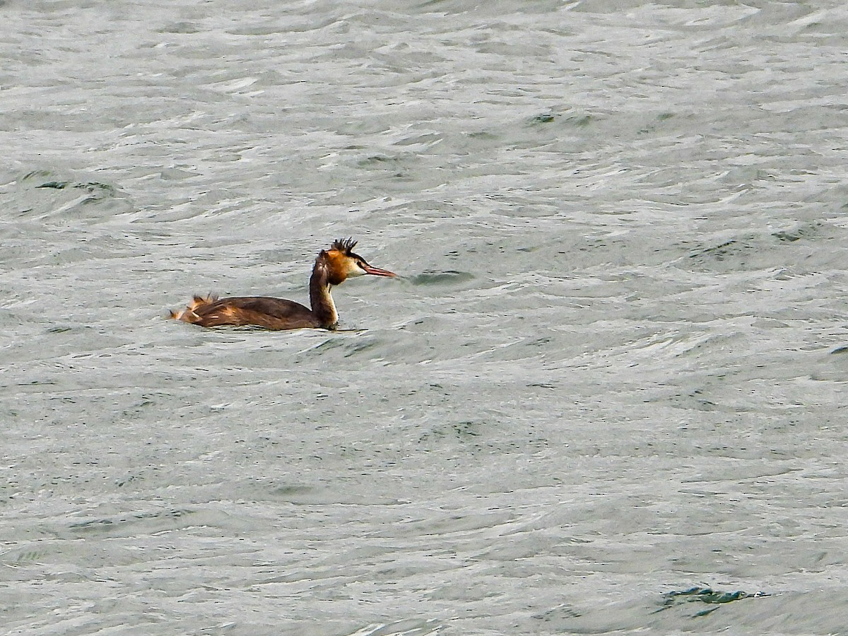 Great Crested Grebe - ML610882347