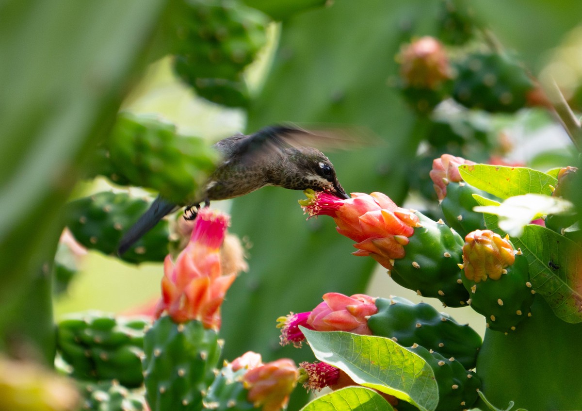 kolibřík fialovolímcový - ML610882369