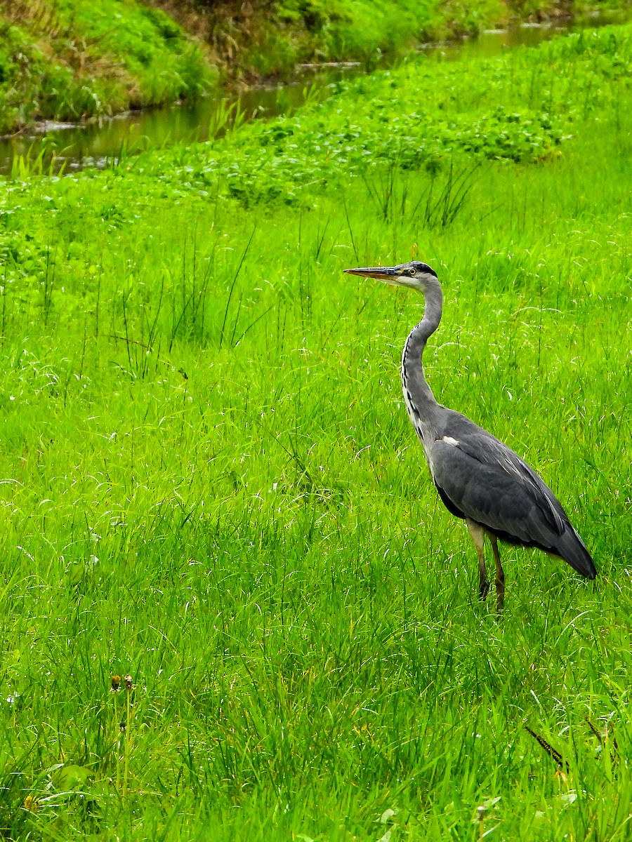 Gray Heron - ML610882377