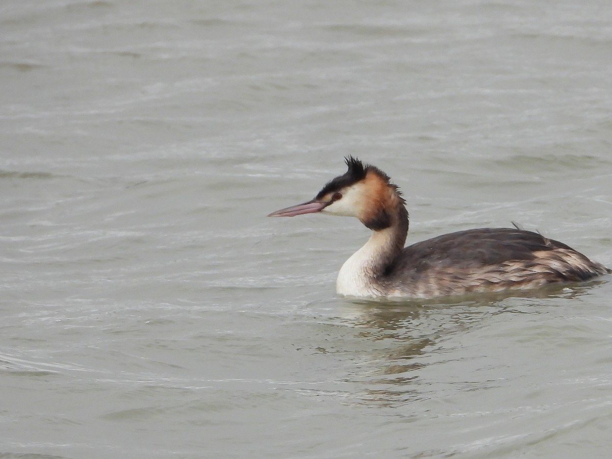 Great Crested Grebe - ML610882407