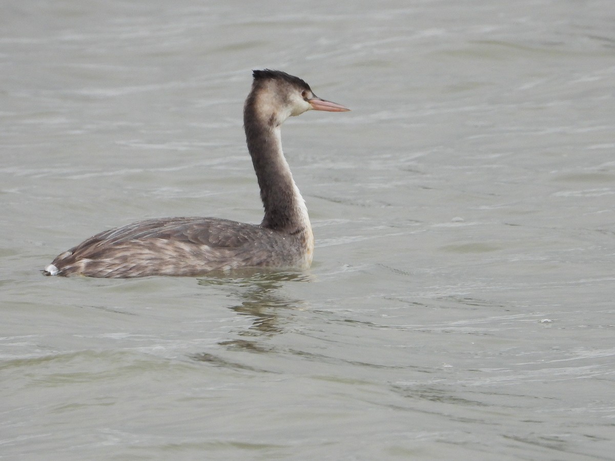 Great Crested Grebe - ML610882408