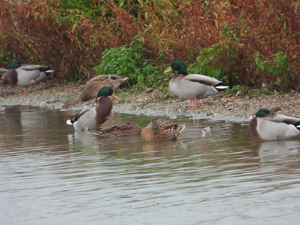 Canard colvert (forme domestique) - ML610882420