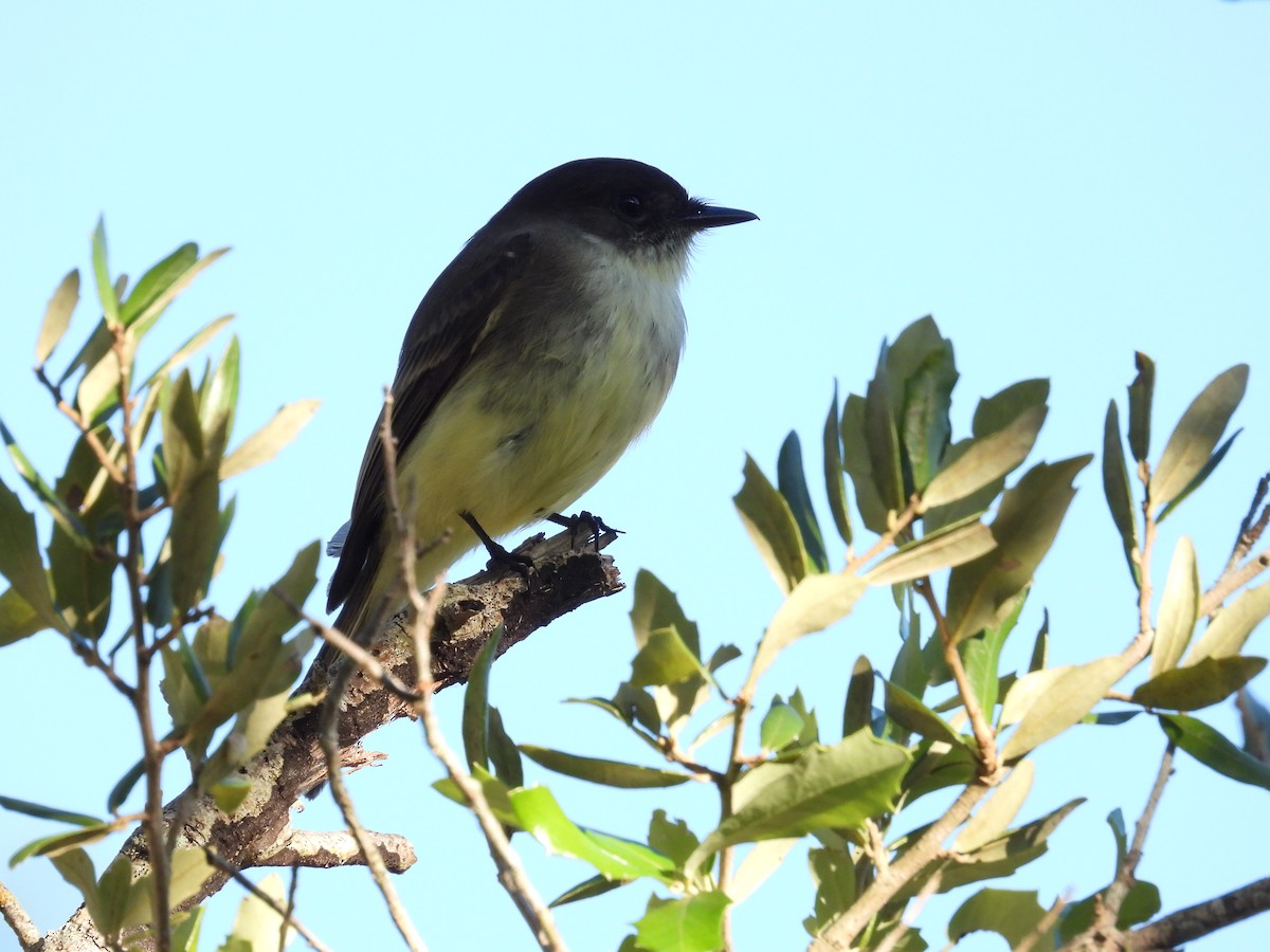 Eastern Phoebe - ML610882434