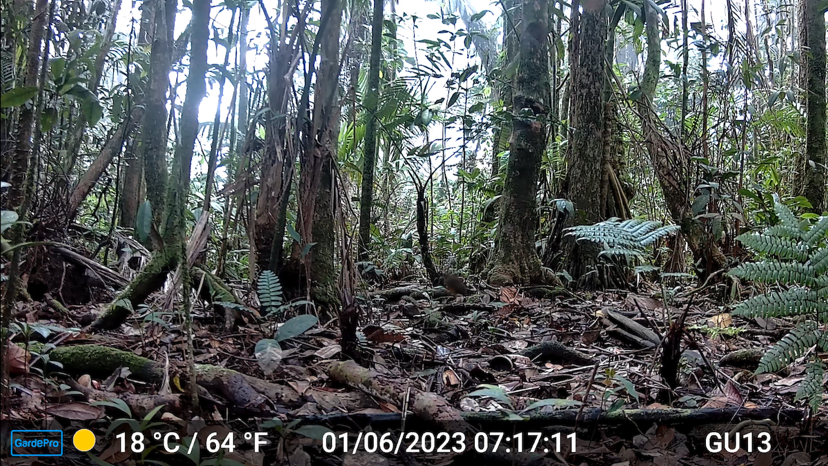 Plain-backed Antpitta - ML610882511