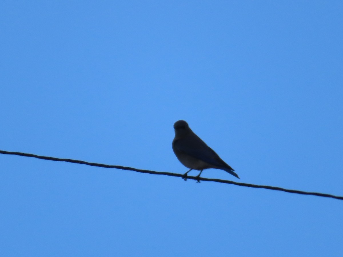 Mountain Bluebird - ML610882525