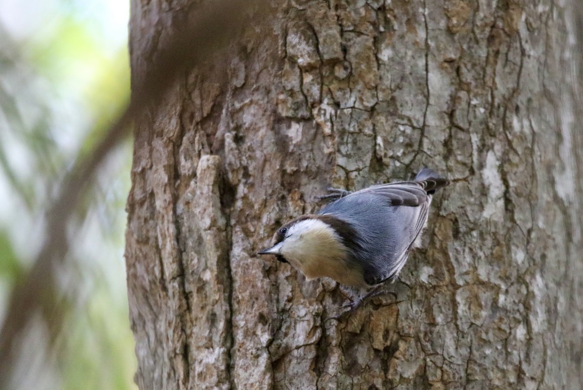 Brown-headed Nuthatch - ML610882529