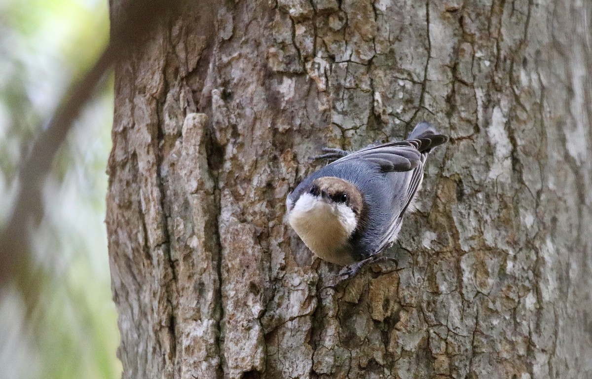 Brown-headed Nuthatch - ML610882530