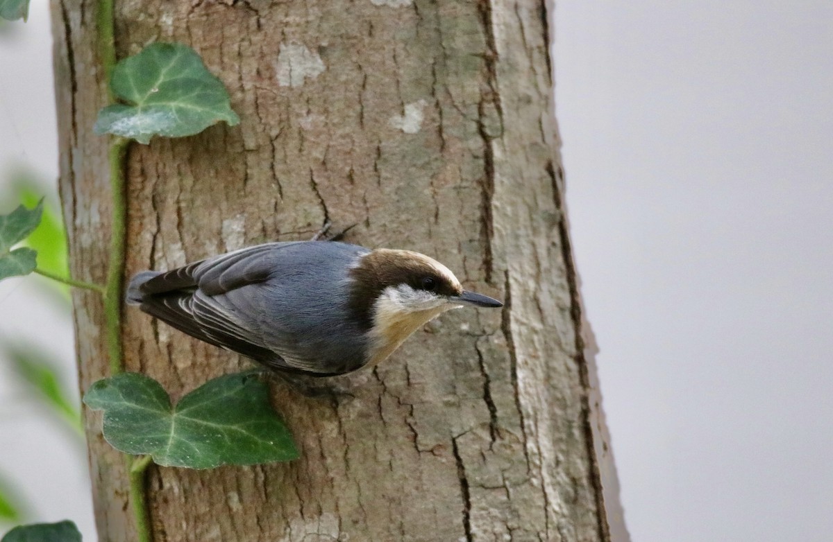 Brown-headed Nuthatch - ML610882531