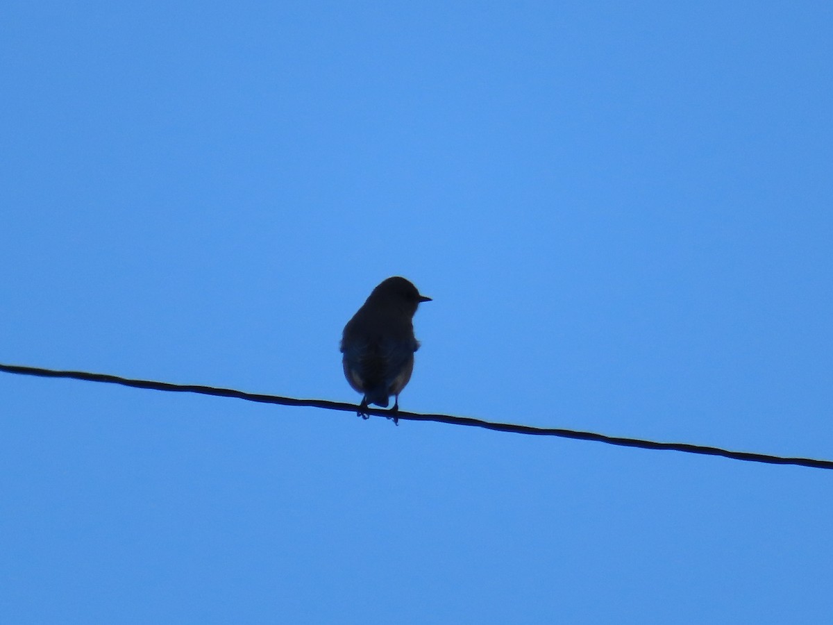 Mountain Bluebird - ML610882566