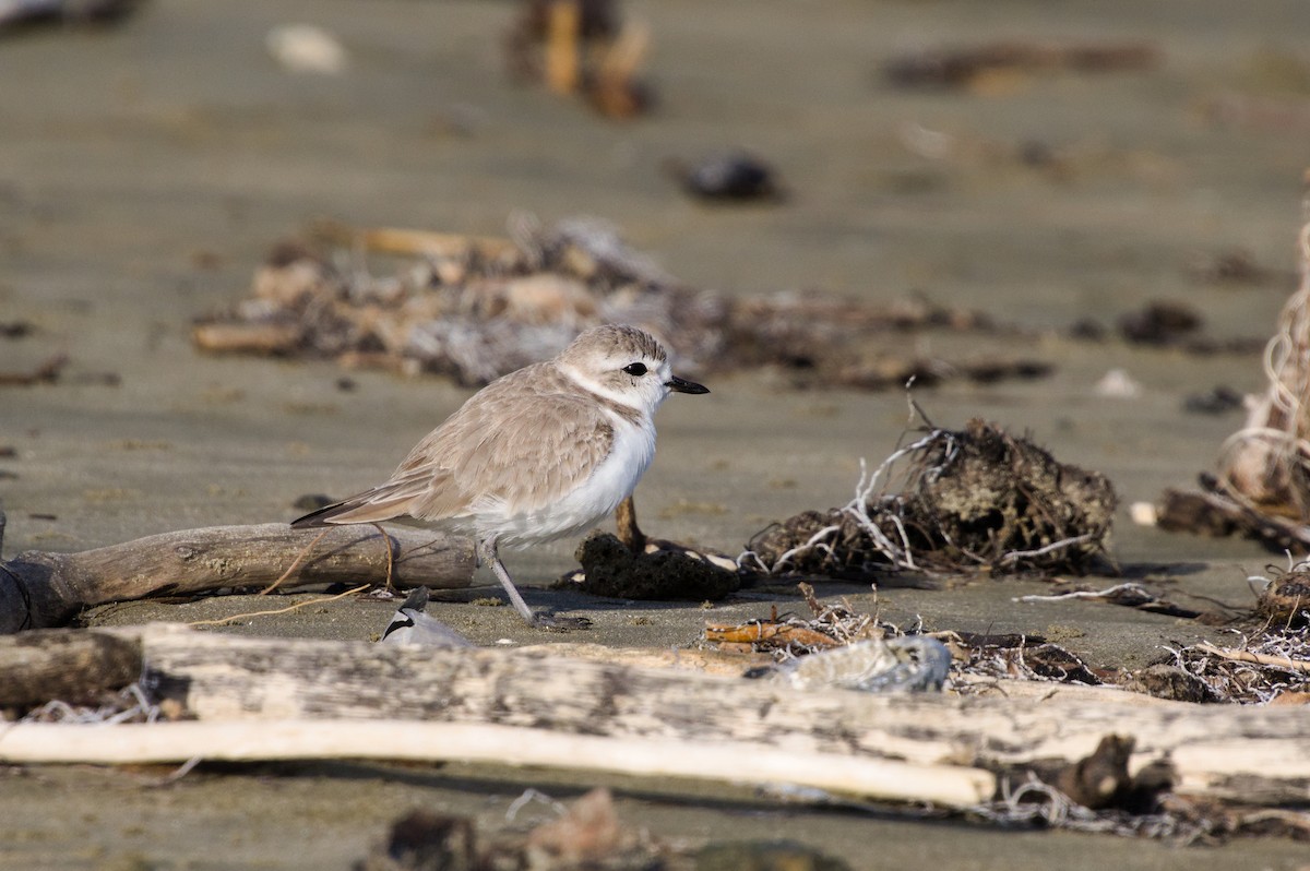 Snowy Plover - ML610882571