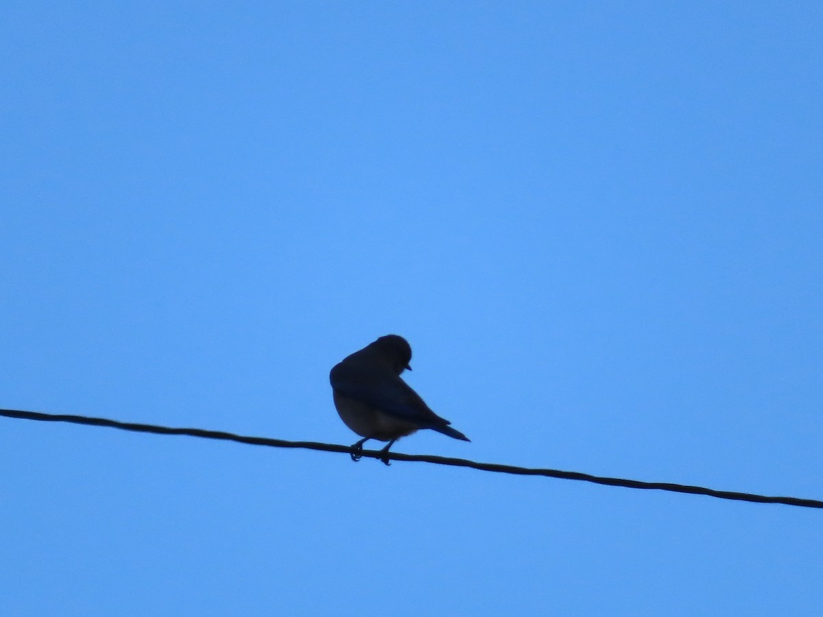 Mountain Bluebird - ML610882592
