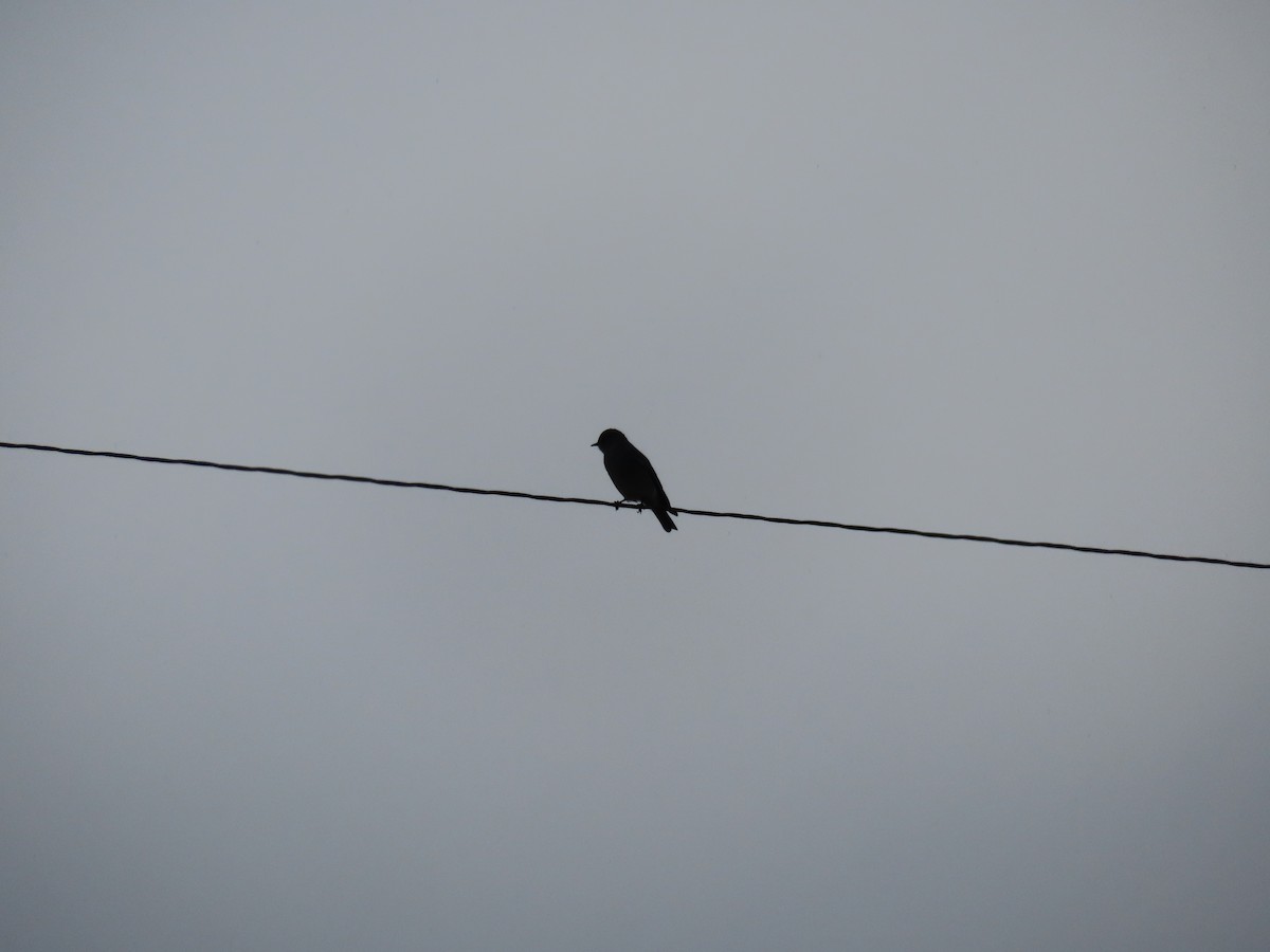 Mountain Bluebird - ML610882635