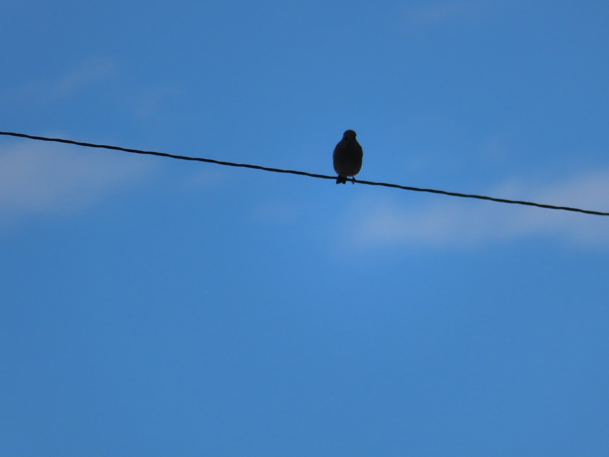 Mountain Bluebird - ML610882642