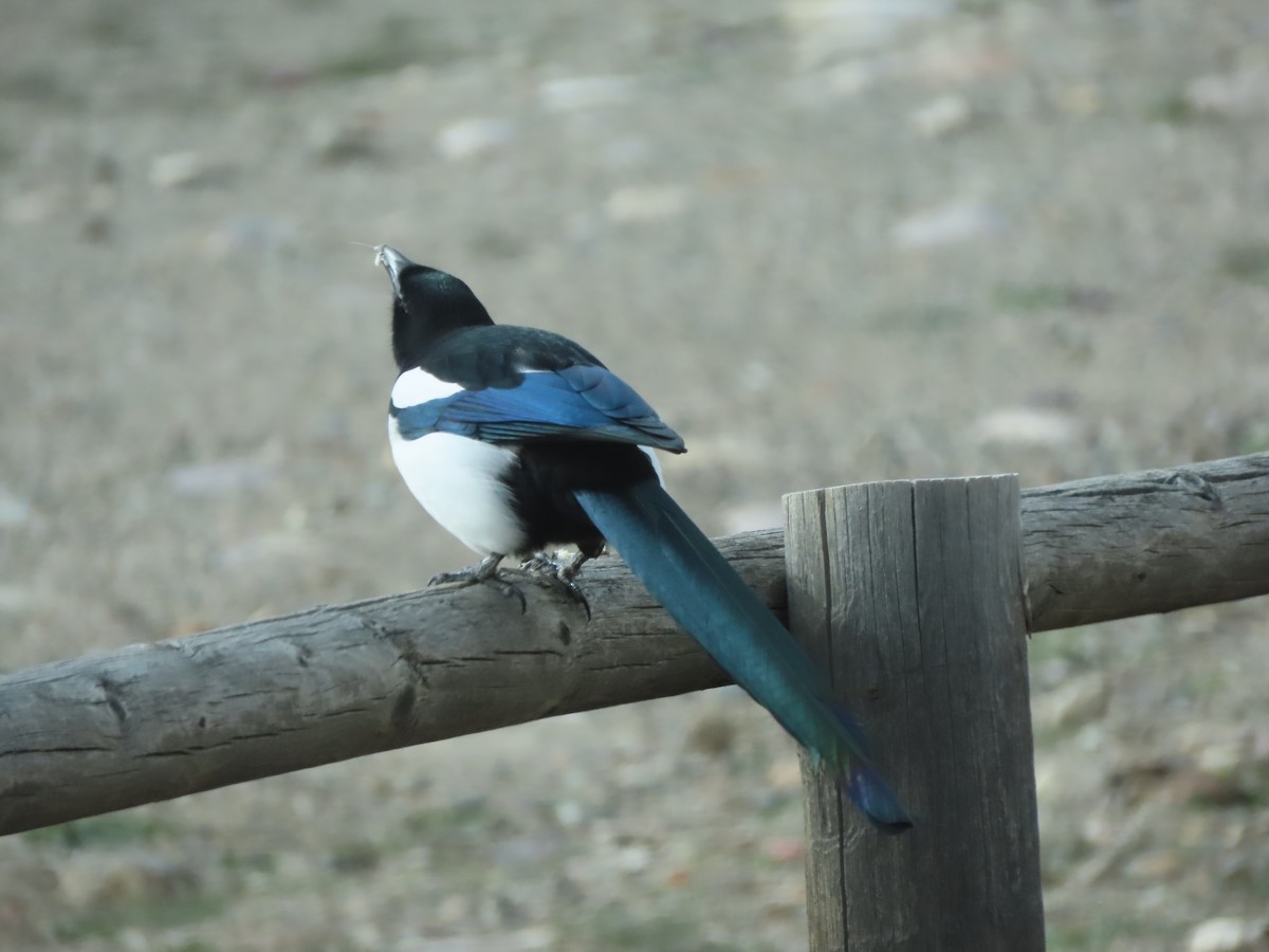 Black-billed Magpie - ML610882806