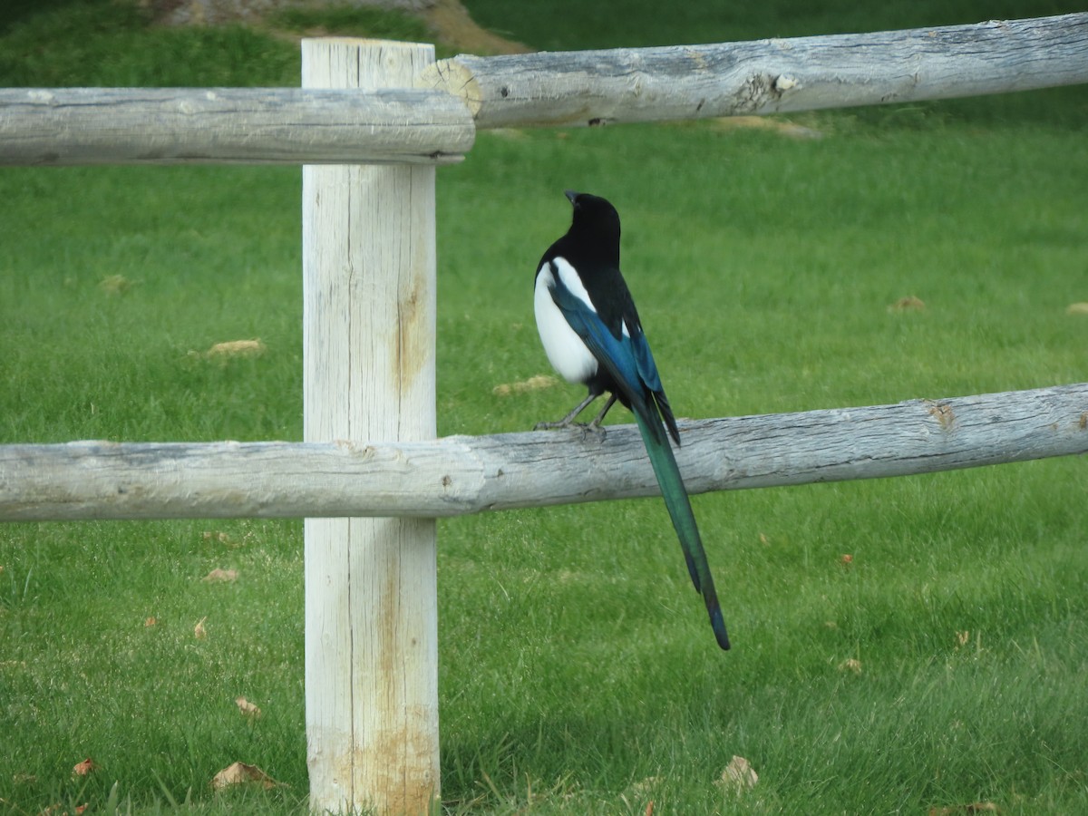 Black-billed Magpie - ML610882807