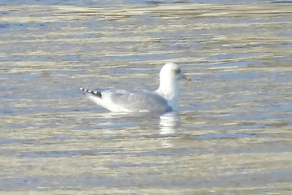 Iceland Gull (Thayer's) - ML610882812