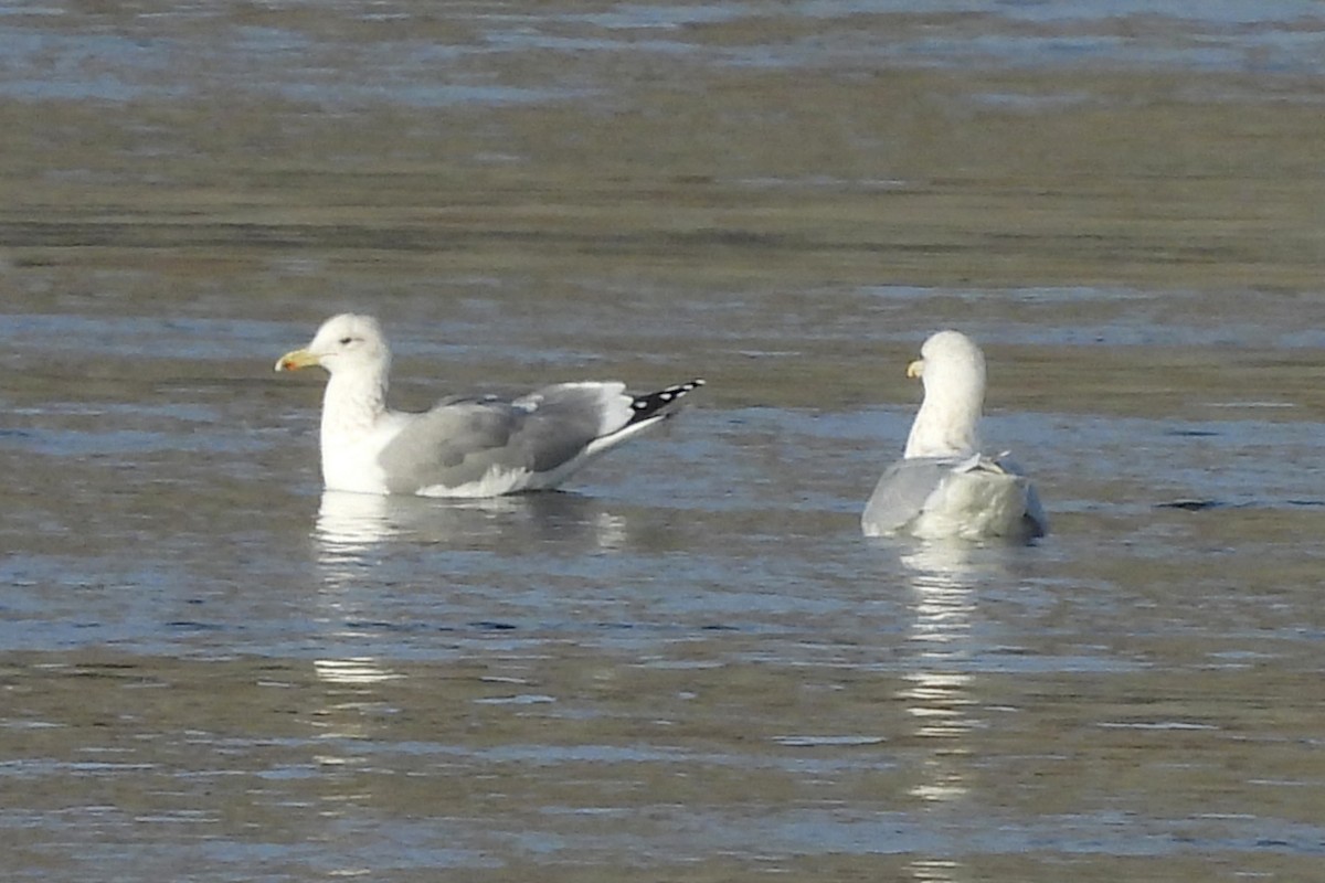 Iceland Gull (Thayer's) - ML610882813