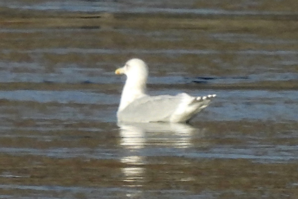 Iceland Gull (Thayer's) - ML610882814