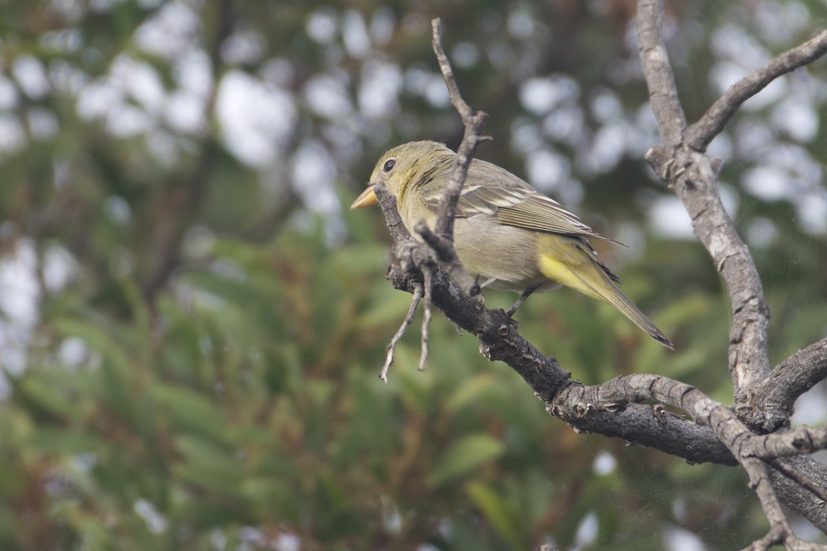 Western Tanager - ML610882865