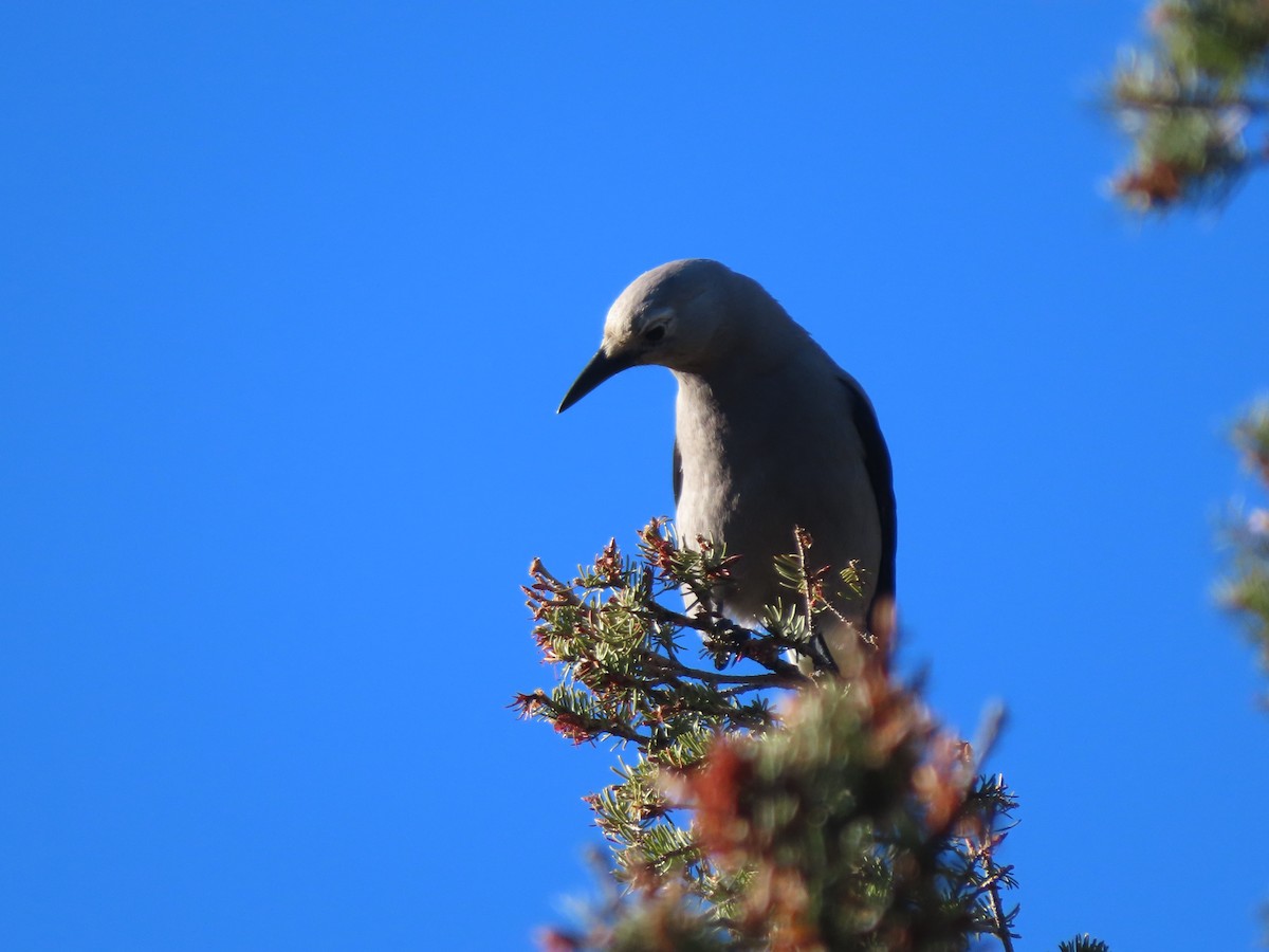 Clark's Nutcracker - ML610882901