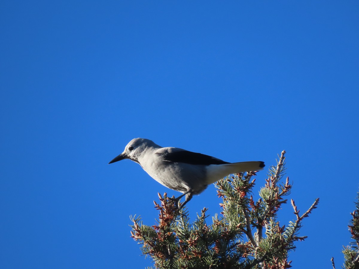 Clark's Nutcracker - ML610882902