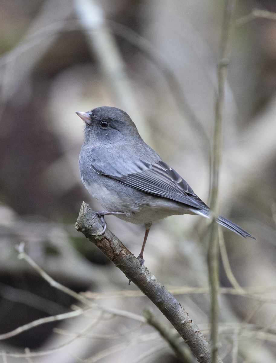 Dark-eyed Junco (Slate-colored) - ML610882994