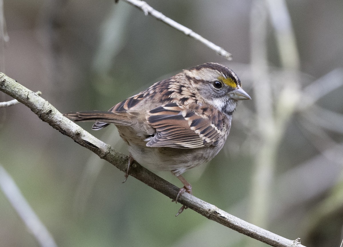 White-throated Sparrow - Jeffrey Moore