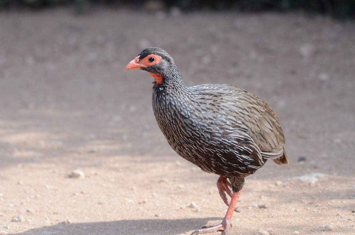 Red-necked Spurfowl - ML610883031