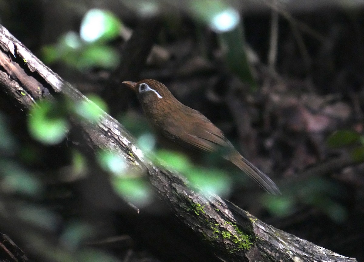 Chinese Hwamei - ML610883122