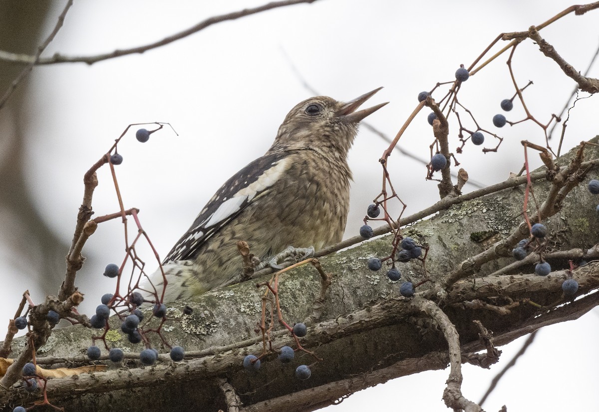 Yellow-bellied Sapsucker - ML610883124