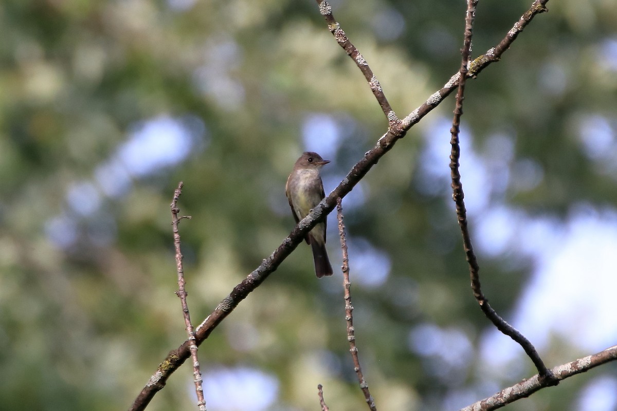 Eastern Wood-Pewee - ML610883148