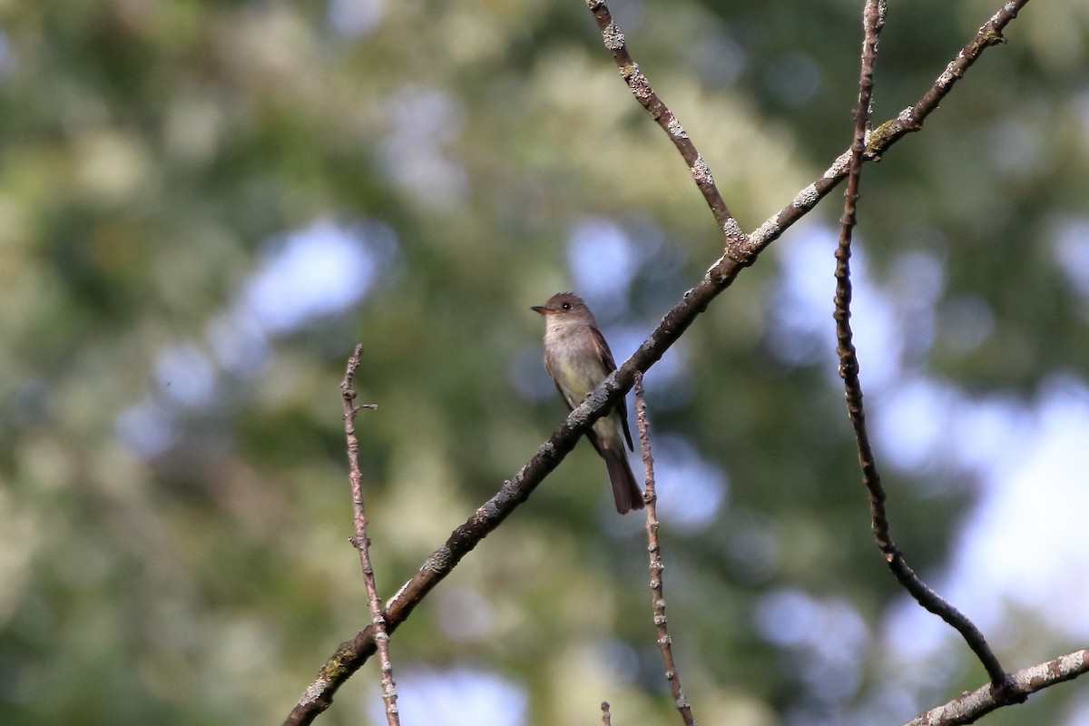 Eastern Wood-Pewee - ML610883151