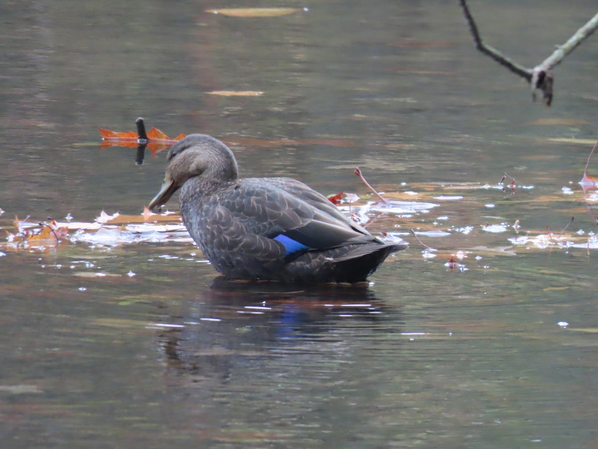 American Black Duck - ML610883281