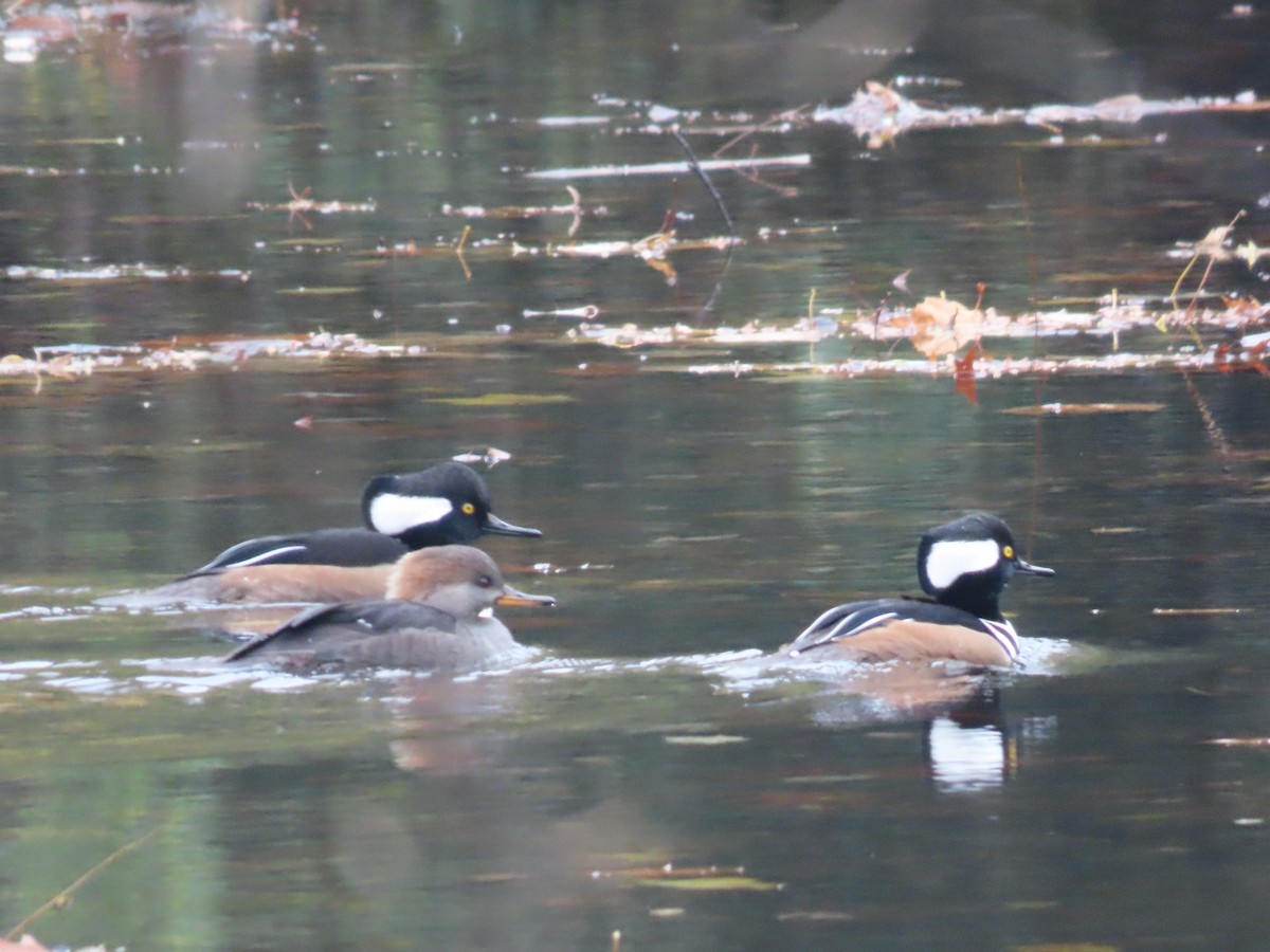 Hooded Merganser - ML610883314